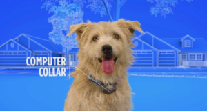 Dog with computer collar