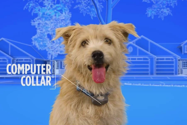 Dog with computer collar