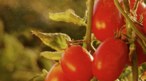 Tomatoes on the vine