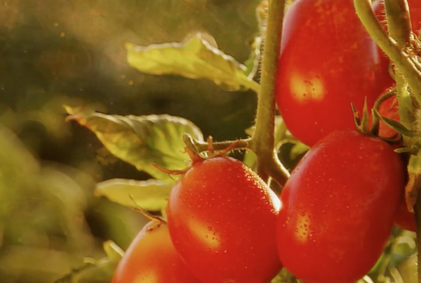 Tomatoes on the vine