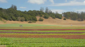 Fields of leafy greens