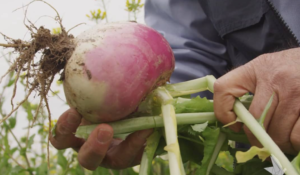 Onion