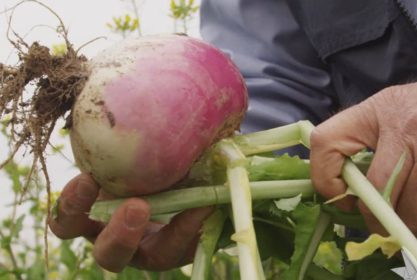 Onion