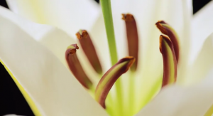 Close-up of lily
