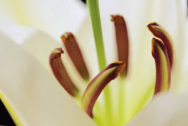 Close-up of lily