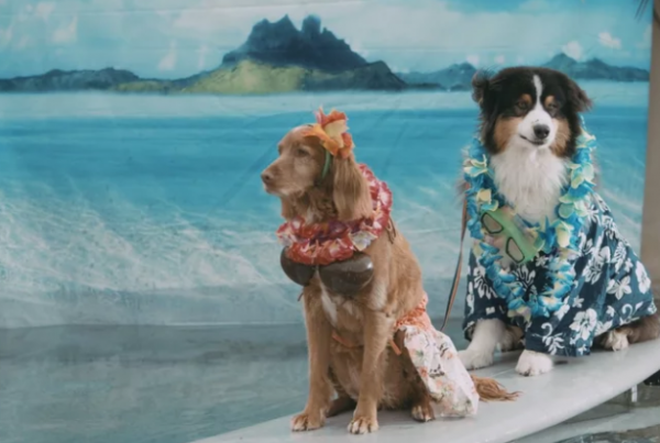 Two dogs on surfboard
