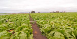Leafy greens field