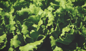 Leafy greens