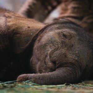 A young elephant peacefully resting on the ground, covered in a light layer of dust, capturing a moment of wildlife tranquility.